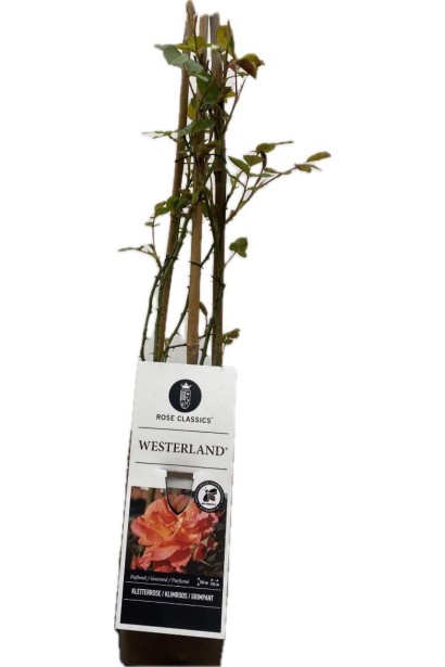 Роза Вестерланд – саженец в контейнере Р9